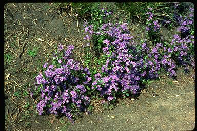 APII jpeg image of Dampiera linearis  © contact APII