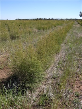 APII jpeg image of Melaleuca alternifolia  © contact APII