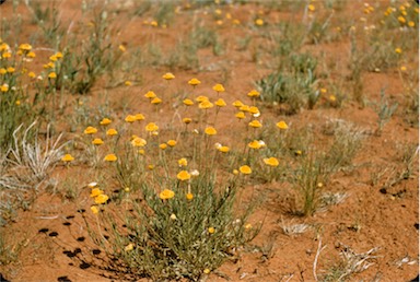 APII jpeg image of Leucochrysum stipitatum  © contact APII