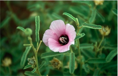 APII jpeg image of Hibiscus microchlaenus  © contact APII