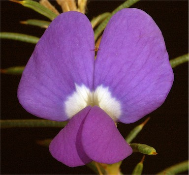 APII jpeg image of Hovea pungens  © contact APII