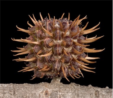 APII jpeg image of Allocasuarina corniculata  © contact APII