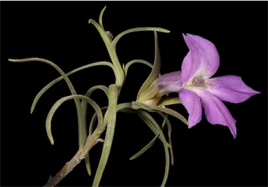 APII jpeg image of Eremophila spectabilis subsp. brevis  © contact APII