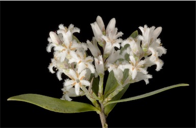 APII jpeg image of Leucopogon parviflorus  © contact APII