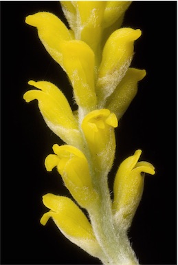 APII jpeg image of Synaphea spinulosa subsp. spinulosa  © contact APII