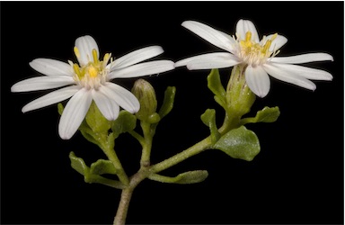 APII jpeg image of Olearia muelleri  © contact APII