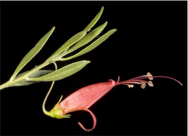 APII jpeg image of Eremophila decipiens subsp. decipiens  © contact APII