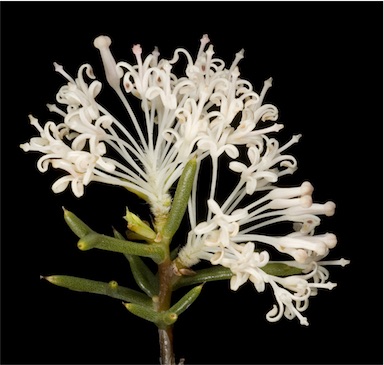 APII jpeg image of Hakea lissocarpha  © contact APII