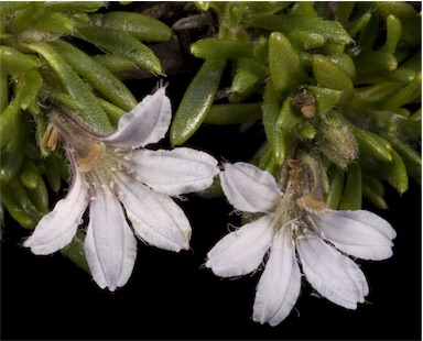 APII jpeg image of Scaevola humifusa  © contact APII