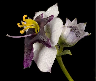 APII jpeg image of Cyanostegia lanceolata  © contact APII