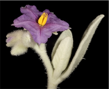 APII jpeg image of Solanum lasiophyllum  © contact APII