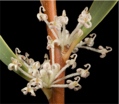 APII jpeg image of Hakea incrassata  © contact APII