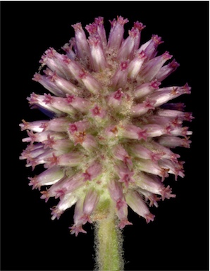 APII jpeg image of Pterocaulon sphacelatum  © contact APII