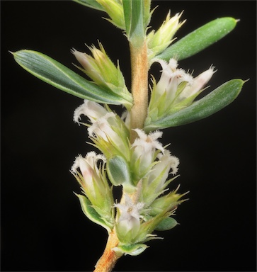 APII jpeg image of Leucopogon glaucifolius  © contact APII