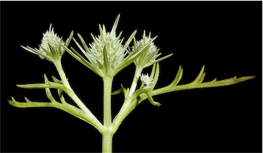 APII jpeg image of Eryngium pinnatifidum  © contact APII