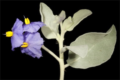 APII jpeg image of Solanum lasiophyllum  © contact APII