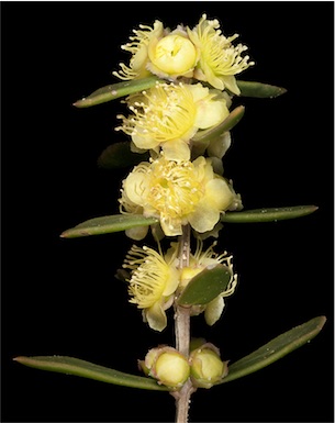 APII jpeg image of Hypocalymma xanthopetalum  © contact APII