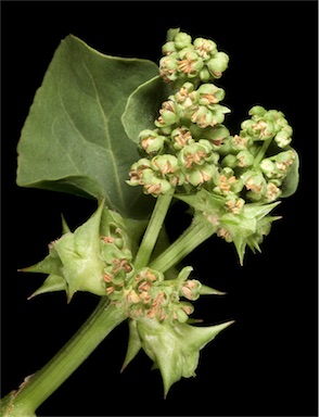 APII jpeg image of Rumex hypogaeus  © contact APII