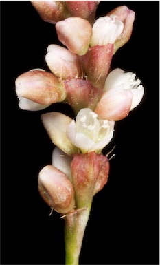 APII jpeg image of Persicaria decipiens  © contact APII