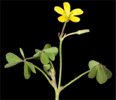 APII jpeg image of Oxalis corniculata  © contact APII