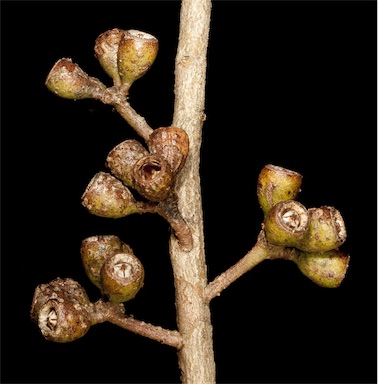 APII jpeg image of Eucalyptus phaenophylla  © contact APII