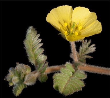 APII jpeg image of Tribulus occidentalis  © contact APII