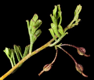 APII jpeg image of Dodonaea microzyga var. acrolobata  © contact APII