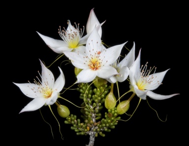 APII jpeg image of Calytrix creswellii  © contact APII