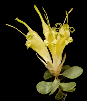 APII jpeg image of Lambertia inermis var. drummondii  © contact APII