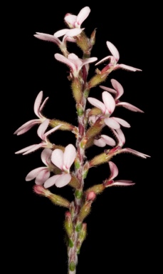 APII jpeg image of Stylidium marradongense  © contact APII