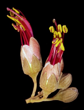 APII jpeg image of Bauhinia cunninghamii  © contact APII