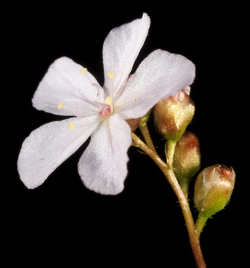 APII jpeg image of Drosera dichrosepala  © contact APII