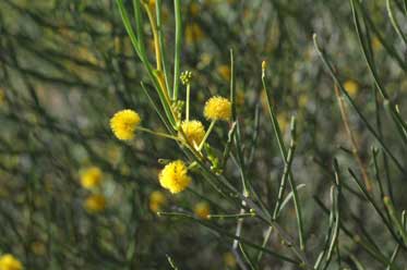 APII jpeg image of Acacia sclerosperma  © contact APII