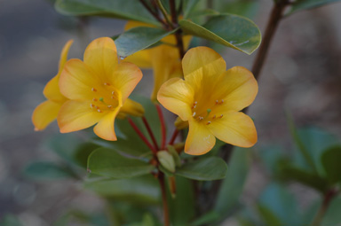 APII jpeg image of Rhododendron laetum  © contact APII