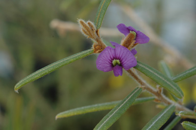 APII jpeg image of Hovea speciosa  © contact APII