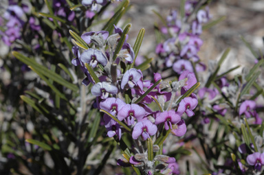 APII jpeg image of Hovea rosmarinifolia  © contact APII