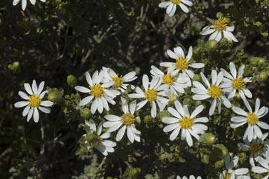 APII jpeg image of Olearia muelleri  © contact APII