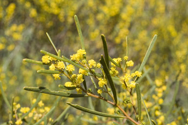 APII jpeg image of Acacia cupularis  © contact APII