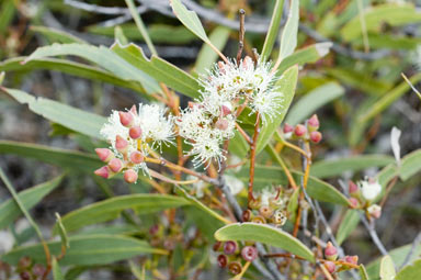 APII jpeg image of Eucalyptus diversifolia subsp. hesperia  © contact APII