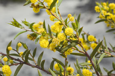 APII jpeg image of Acacia cochlearis  © contact APII