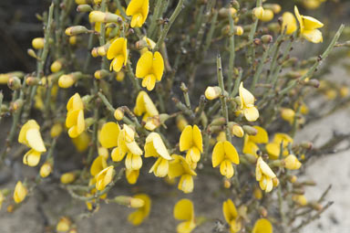 APII jpeg image of Bossiaea leptacantha  © contact APII