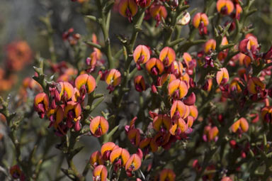 APII jpeg image of Daviesia incrassata subsp. incrassata  © contact APII