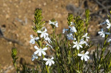 APII jpeg image of Goodenia scapigera  © contact APII