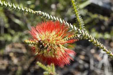 APII jpeg image of Beaufortia orbifolia  © contact APII