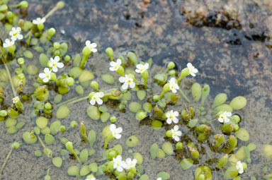 APII jpeg image of Glossostigma drummondii  © contact APII