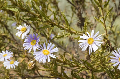 APII jpeg image of Olearia laciniifolia  © contact APII