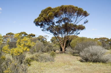 APII jpeg image of Eucalyptus salubris  © contact APII