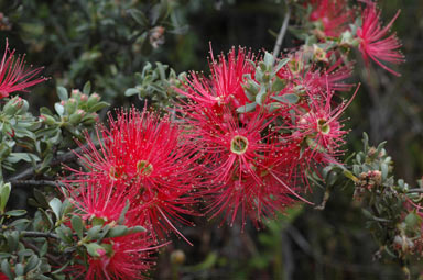 APII jpeg image of Kunzea pulchella  © contact APII