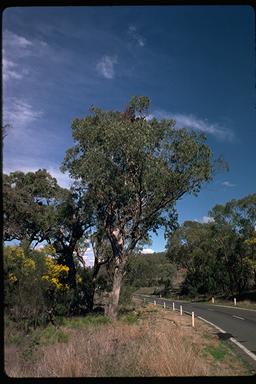 APII jpeg image of Eucalyptus malacoxylon  © contact APII