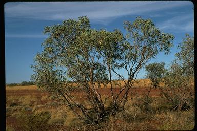 APII jpeg image of Eucalyptus pachyphylla  © contact APII